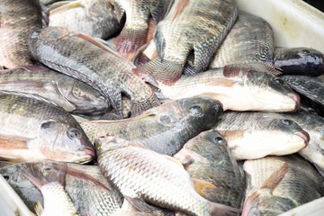 Oreochromis niloticus fish on net for sales in the market