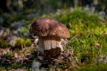 Mushroom Bay bolete - Xerocomus badius - in the forest