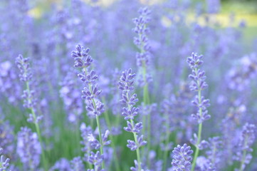 Obraz premium Клумба с лавандой