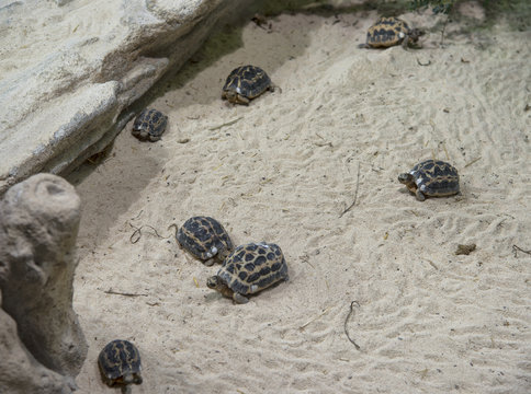 Terrestrial turtle colony on the sand