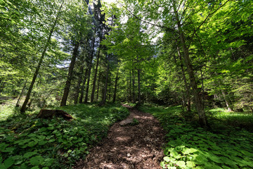 Path to Lake Sorapis (Dolomites, Italy)