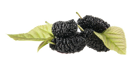 Mulberry isolated on white background