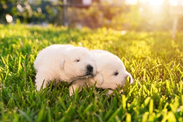 Due cuccioli neonati di pastore maremmano abruzzese si abracciono su prato verde