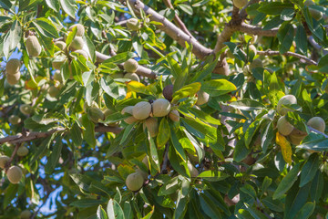 New harvest of almonds, almonds on the tree, almonds nut plantation, Sicily, Italy