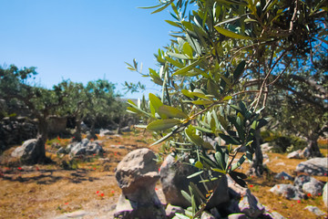 Olive trees in a row. Plantation and blue sky