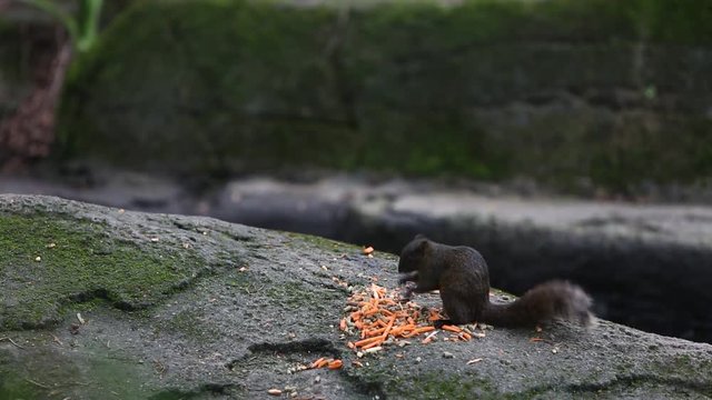 Pallas's squirrel eating food on the floor of the -Dan