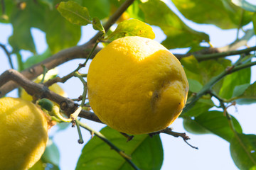 Citrus fruit rich in vitamin C – ripe yellow Sicilian lemons on lemon trees, ready to harvest