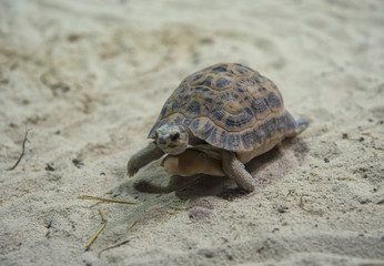 Turtle walking on sand close-up