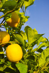 Citrus fruit rich in vitamin C &ndash; ripe yellow Sicilian lemons on lemon trees, ready to harvest