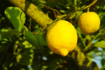 Citrus fruit rich in vitamin C &ndash; ripe yellow Sicilian lemons on lemon trees, ready to harvest