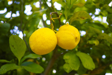 Citrus fruit rich in vitamin C – ripe yellow Sicilian lemons on lemon trees, ready to harvest