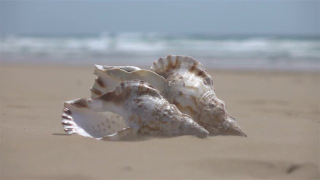 High quality video of shells on the sand in real 1080p slow motion 250fps