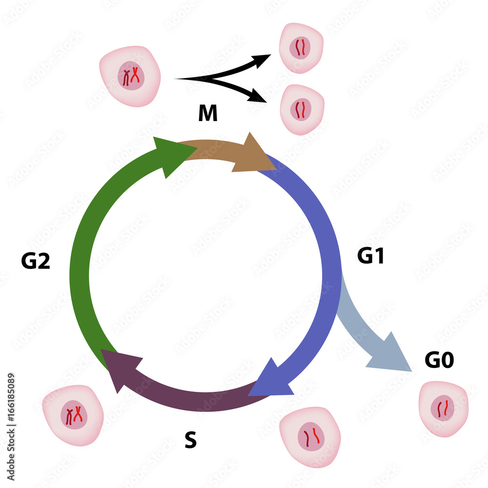 Wall mural cell cycle