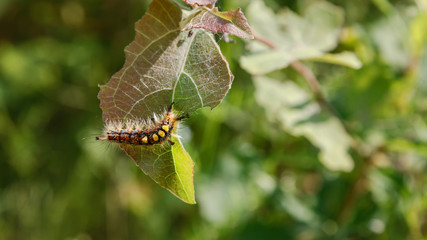 Color the caterpillar