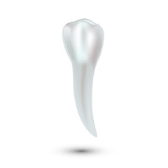 Realistic teeth anatomy illustration isolated on white background.