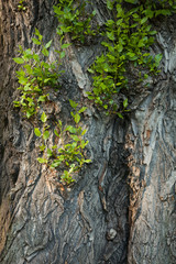 Bark of a tree with shoots