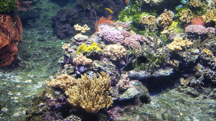 Naklejka na ściany i meble Tropical fish near coral reef with blue ocean water