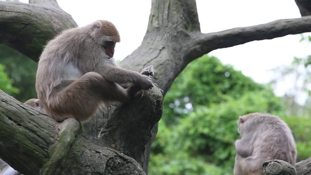 Formosan rock macaque sitting on the top the tree and eating at the -Dan