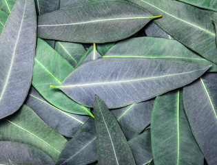 Nature Eucalyptus leaves background
