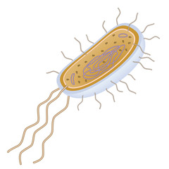 Structure of a bacterial cell, unlabeled. 