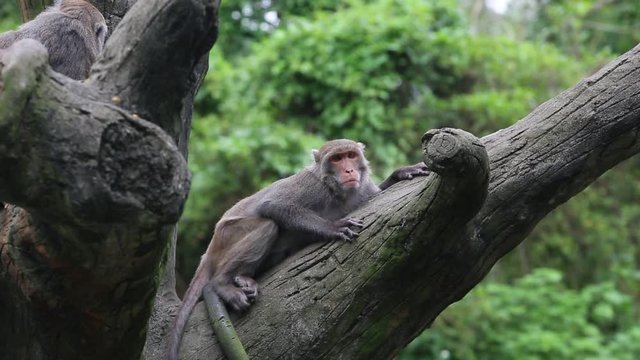 Formosan rock macaque sitting on the top the tree and eating at the -Dan
