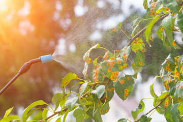 Spaying tree with water or pesticides