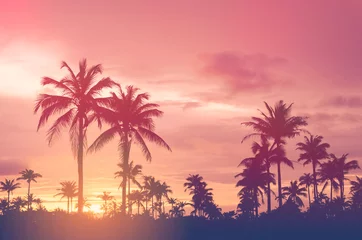 Foto auf Acrylglas Blumen und Pflanzen Kopieren Sie den Raum der tropischen Palme mit Sonnenlicht auf Himmelshintergrund.
