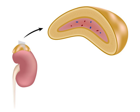 The adrenal gland, non-labeled
