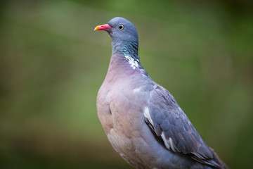 The Woodpigeon