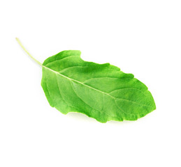Fototapeta premium fresh hot basil leaf on white background