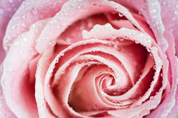 Beautiful pink rose In drops of dew  close-up macro. Delicate rose petals are closed in a spiral. Background, postcard, congratulation, an explanation in love