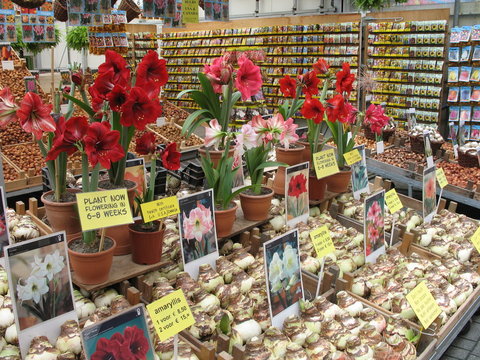 Amsterdam, Mercato dei fiori