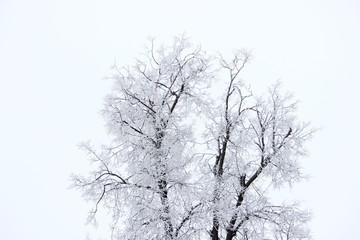 Oak covered with hoarfrost on a white sky background in winter in the park. White on white.