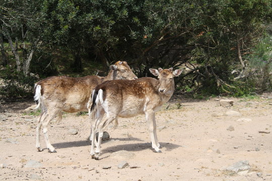 Cervo sardo