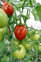 Tomatoes on Vine