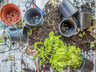 Working with plants at home. Urban gardening.