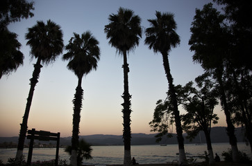 Palmie tree front of sea