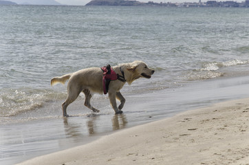 Dog coming out of the water