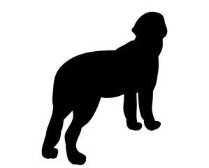 Silhouette of a dog