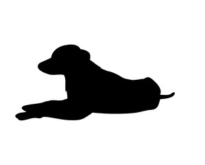 Silhouette of a dog