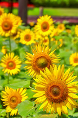 Obraz premium ヒマワリの花