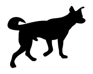 Silhouette of a dog