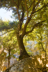 A grove of trees in rocky terrain in Mallorca, Spain