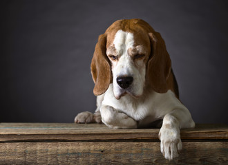Portrait of a purebred Beagle .
