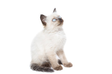 kitten on a white background