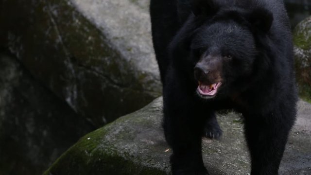 An adult Formosa Black Bear walking on the rock at a day hot summer, Ursus Thibetanus Formosanus at the -Dan