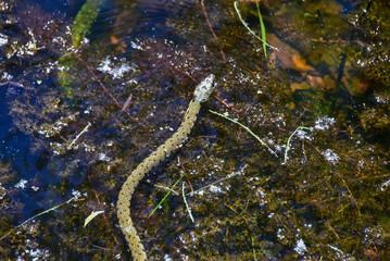 Serpent dans rivière 2