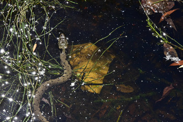 Serpent dans rivière