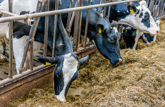 Cows Eating Silage