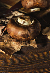 Fresh mushrooms lying in the fallen leaves